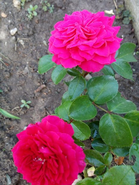  - Red Leonardo da Vinci