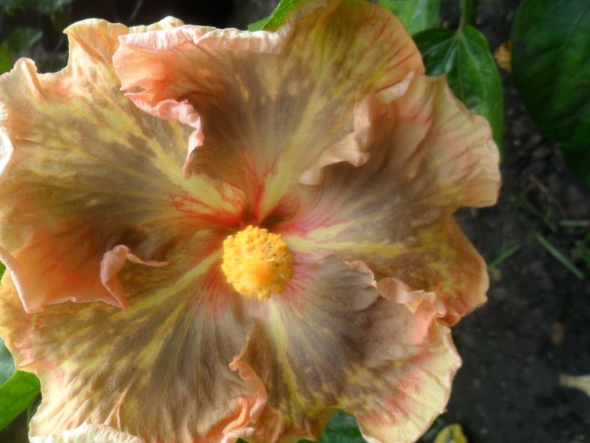 tAHITIAN l EOPARD eMPRESS - hibiscusi 2017 5