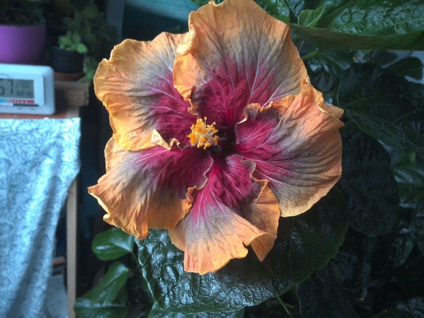 WIN_20170810_065805 - Tahitian Purple Passion