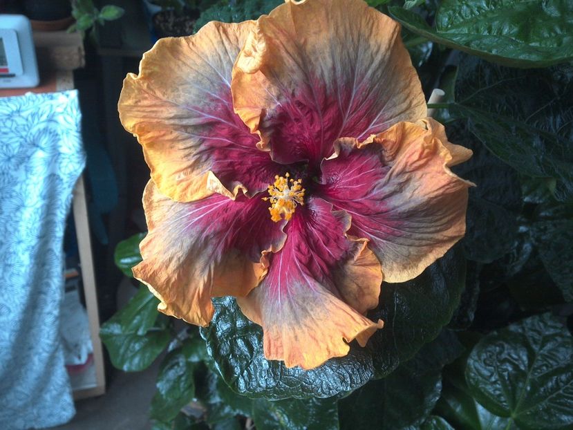 WIN_20170810_065825 - Tahitian Purple Passion