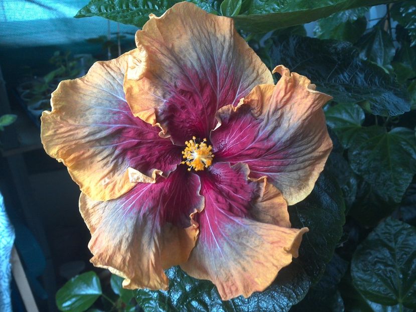 WIN_20170810_070001 - Tahitian Purple Passion