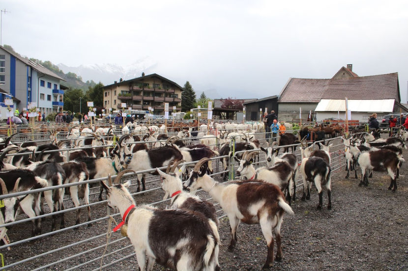 Aici capre frate cate vrei-8p9 - Rase de oi si capre poze deosebite 13