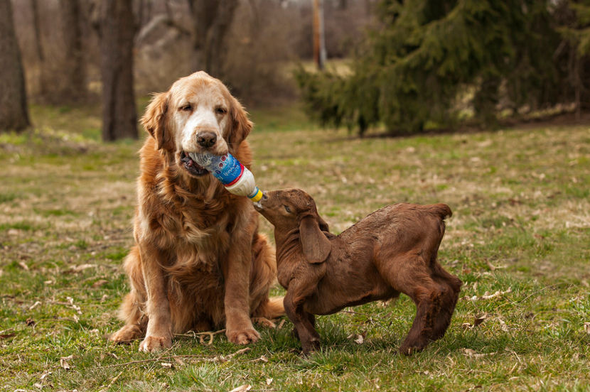 asa da,,, - Rase de oi si capre poze deosebite 13