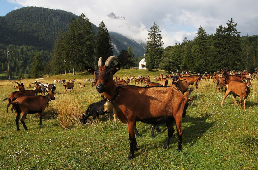 Capre de lapte la pascut-65 - Rase de oi si capre poze deosebite 13