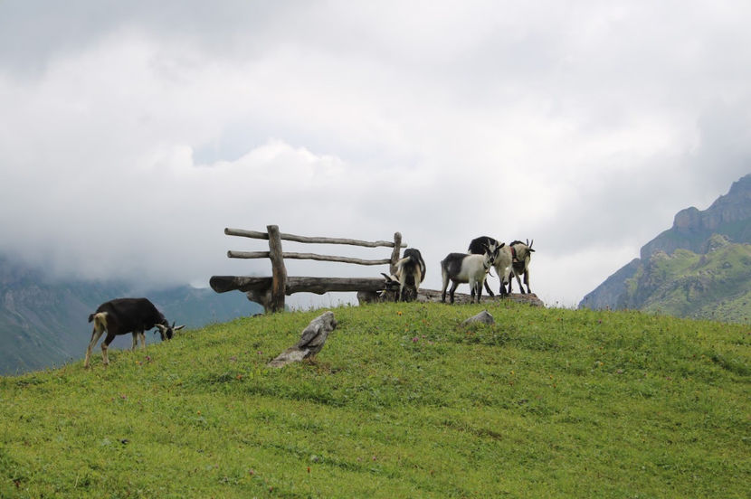 capre pe munte - Rase de oi si capre poze deosebite 13