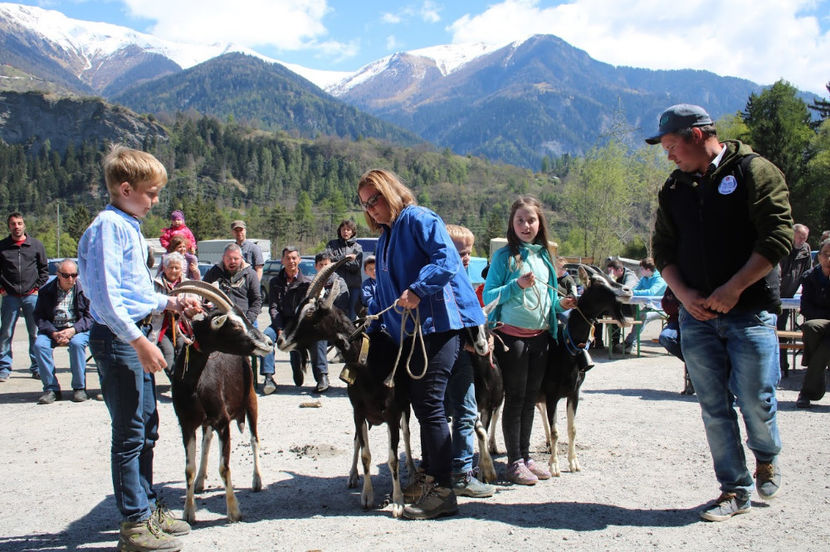 copii cu rasa Alpina britanica-5gds - Rase de oi si capre poze deosebite 13