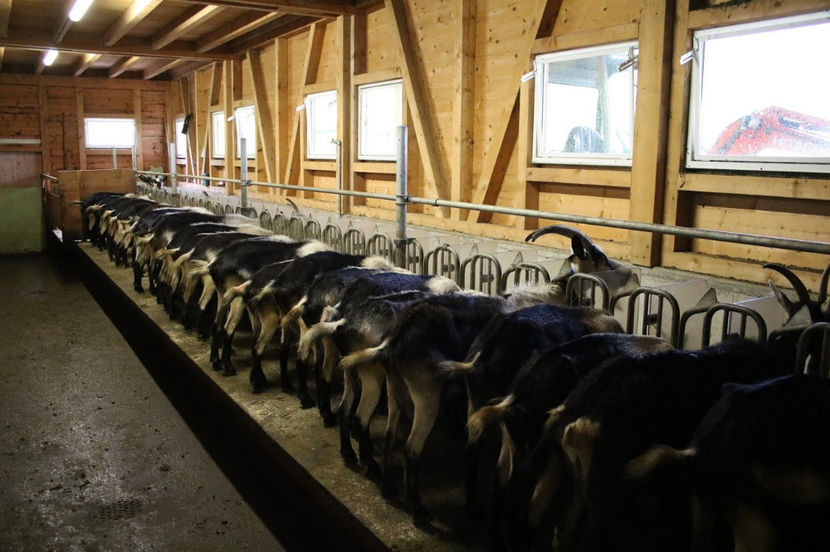 fiecare la locul ei - Rase de oi si capre poze deosebite 13