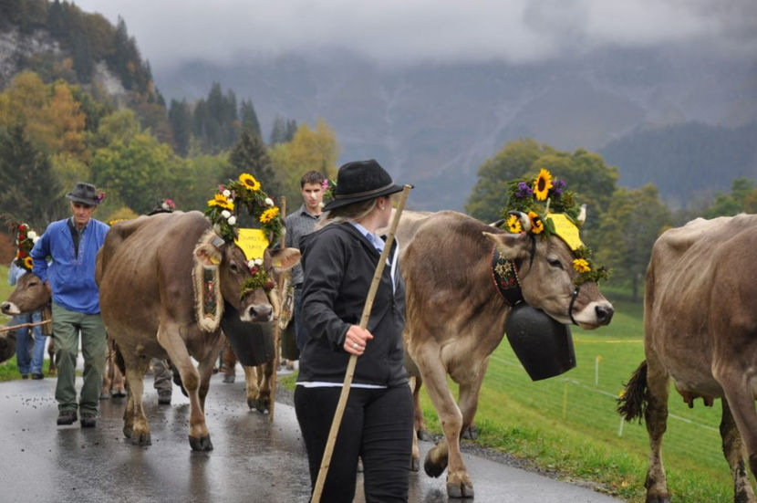 frumos ce sa zicem,,, - Rase de oi si capre poze deosebite 13