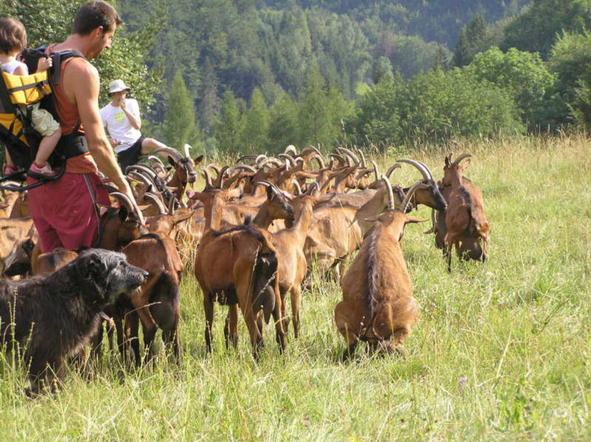 la pascut cu Alpinele-dt67 - Rase de oi si capre poze deosebite 13
