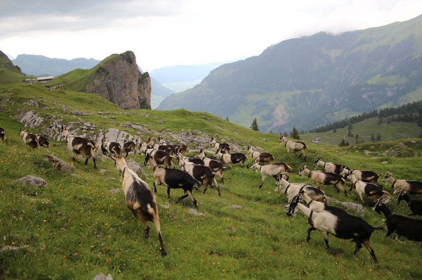 vin de la pascut caprele-5f3 - Rase de oi si capre poze deosebite 13