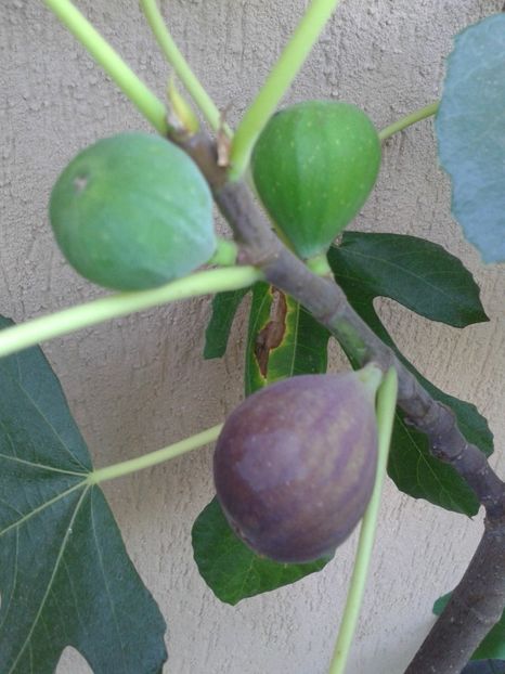 Deva-Ramona - COLECTIE SMOCHINI 2017