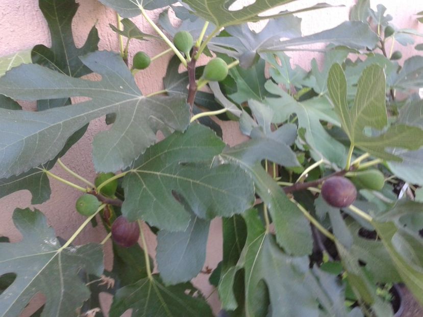 Deva-Ramona - COLECTIE SMOCHINI 2017