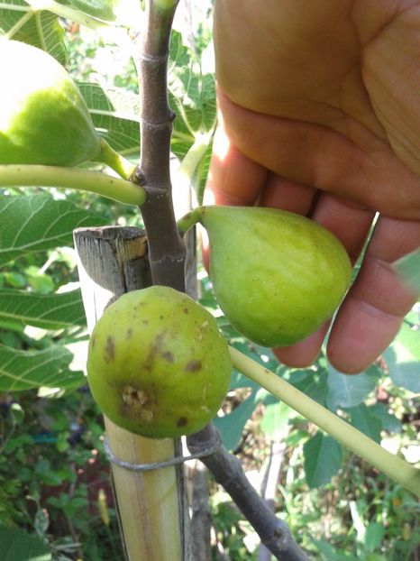 Dottato-Maryanne - COLECTIE SMOCHINI 2017