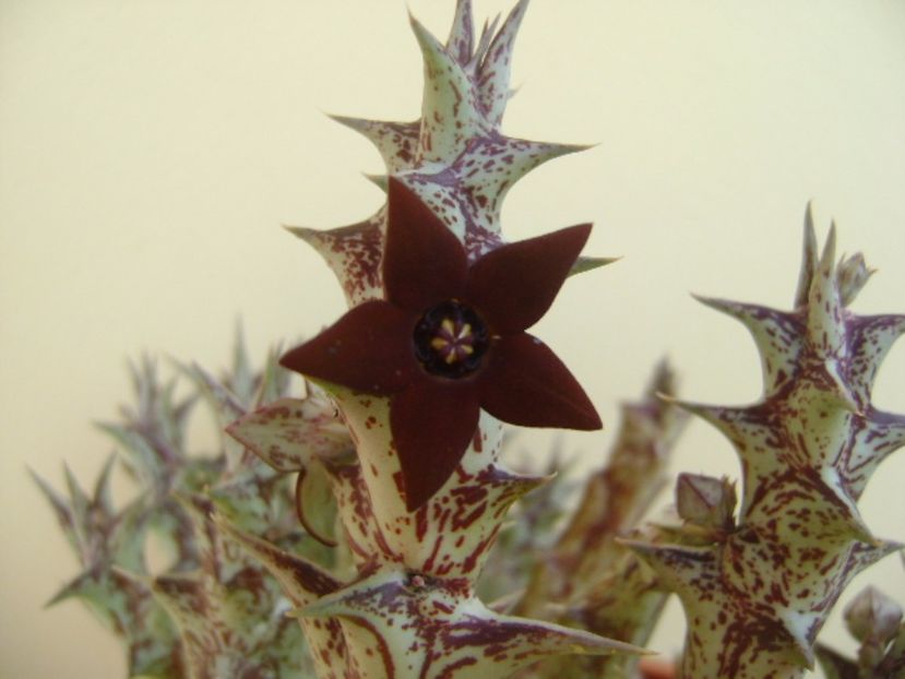 Orbea decaisneana hb. - Stapeliade 2017