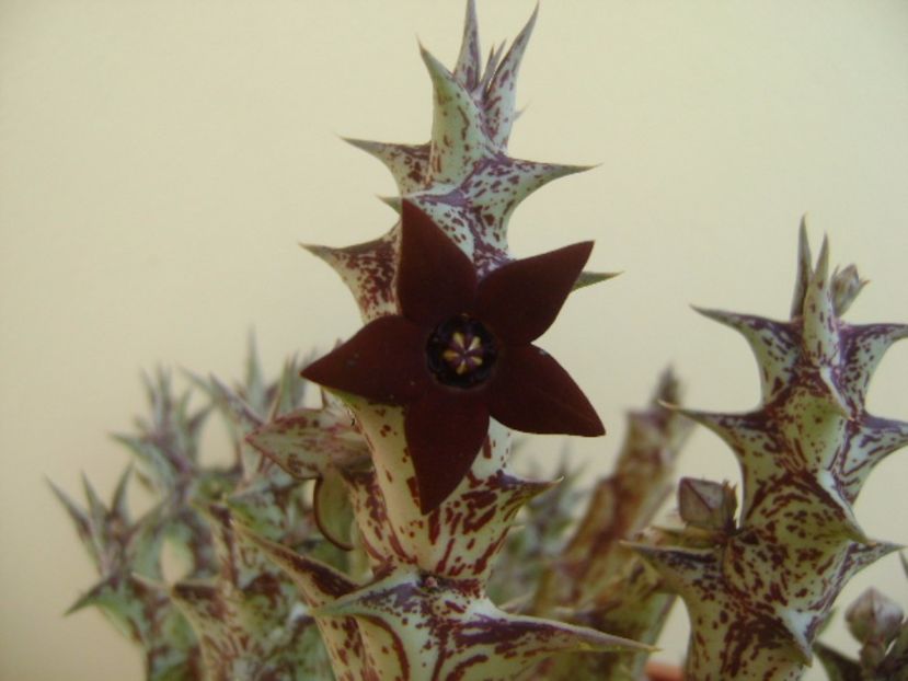 Orbea decaisneana hb. - Stapeliade 2017