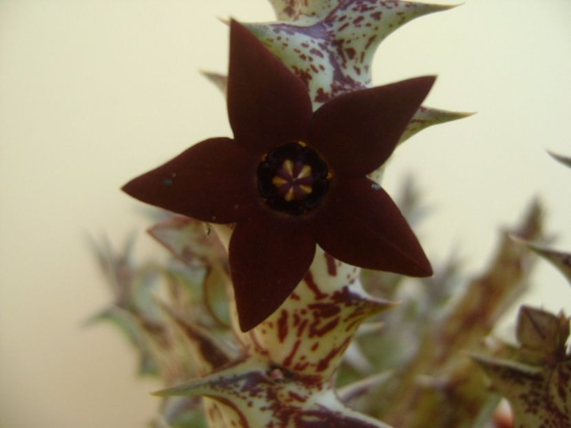 Orbea decaisneana hb. - Stapeliade 2017