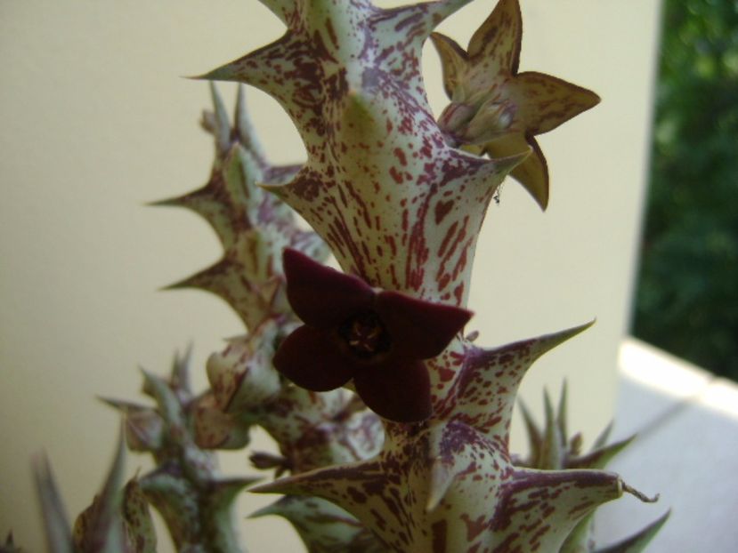 Orbea decaisneana hb. - Stapeliade 2017