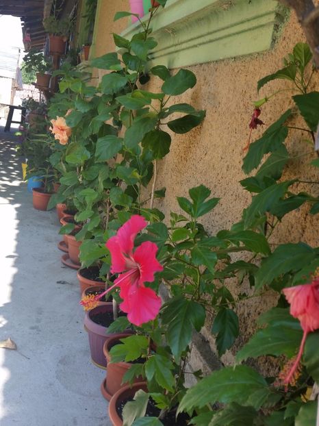 10-08-2017 - Hibiscusi 2017