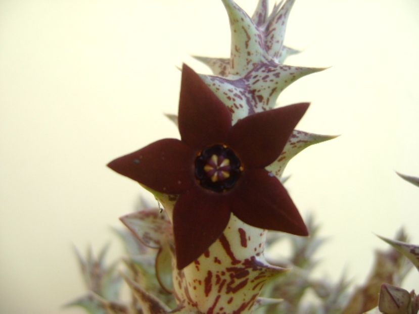 Orbea decaisneana hb. - Stapeliade 2017