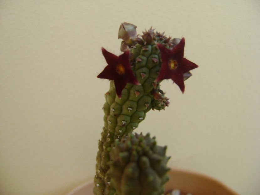 Echidnopsis repens - Stapeliade 2017