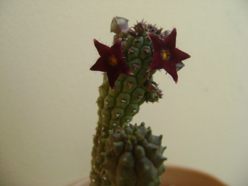 Echidnopsis repens - Stapeliade 2017