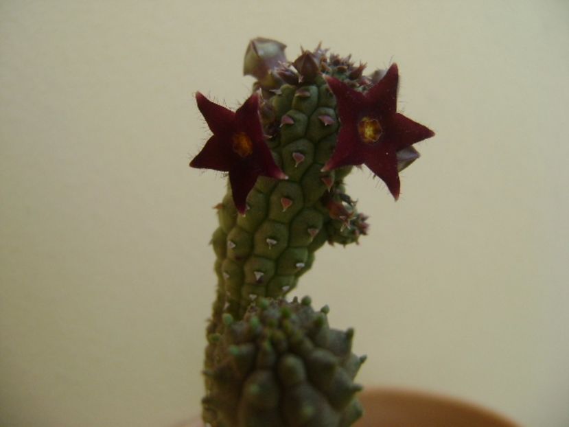 Echidnopsis repens - Stapeliade 2017