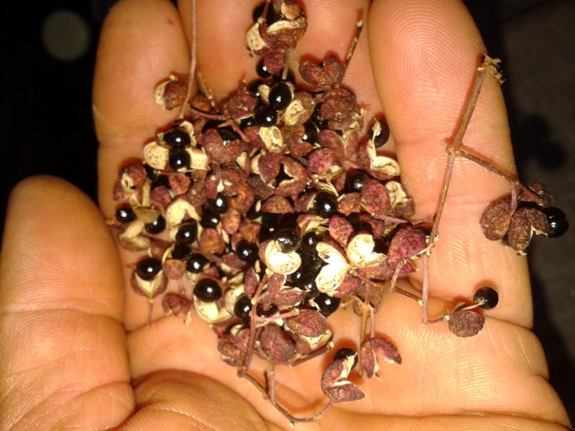 seminte piper de gradina Sichuan - 0 Arbusi fructiferi exotici 2017-2018