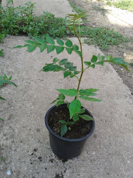 piper de gradina Sichuan-20lei - 0 Arbusi fructiferi exotici 2017-2018