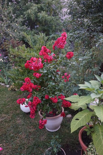  - Lagerstroemia indica