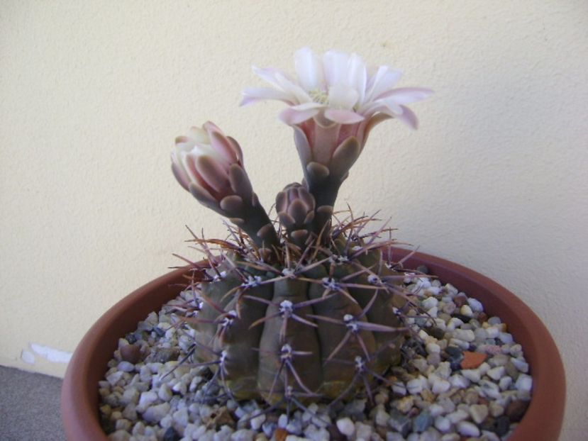 Gymnocalycium ochoterenae v. cinereum - Cactusi 2017 Gymnocalycium