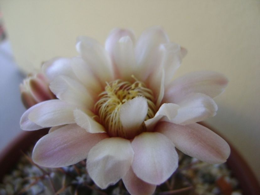 Gymnocalycium ochoterenae v. cinereum - Cactusi 2017 Gymnocalycium
