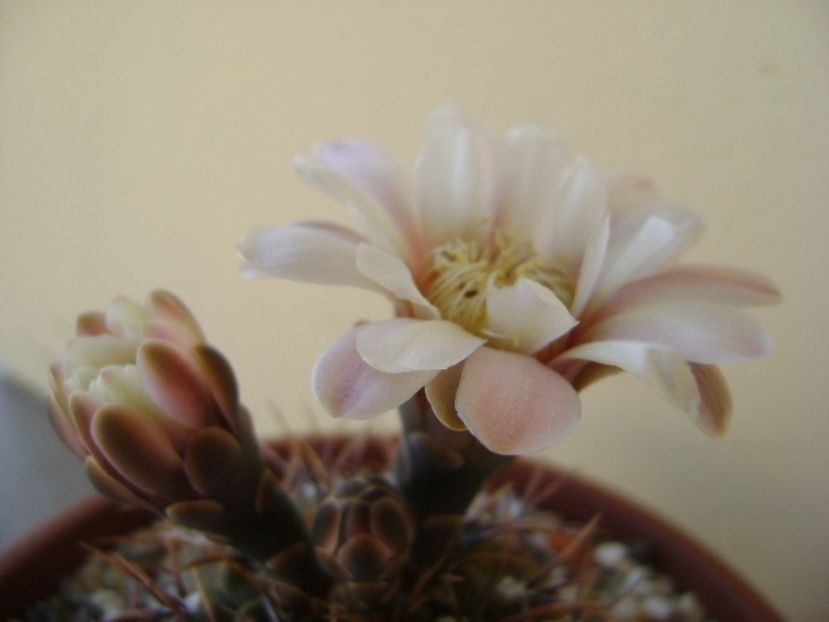 Gymnocalycium ochoterenae v. cinereum - Cactusi 2017 Gymnocalycium