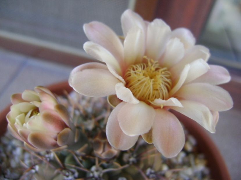 Gymnocalycium ochoterenae v. cinereum - Cactusi 2017 Gymnocalycium