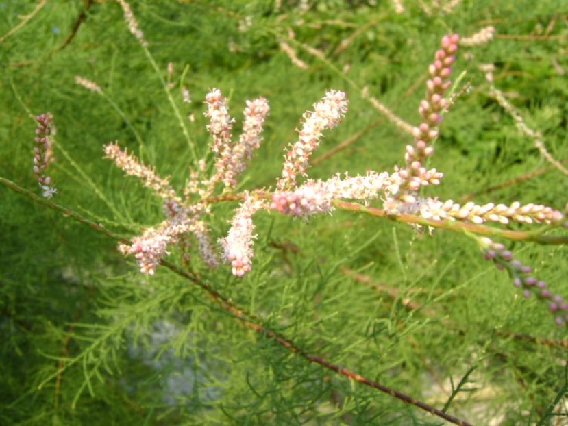 Tamarix a doua inflorire - r Vara 2016-2017-2018-2019