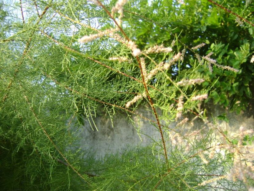 Tamarix a doua inflorire - r Vara 2016-2017-2018-2019