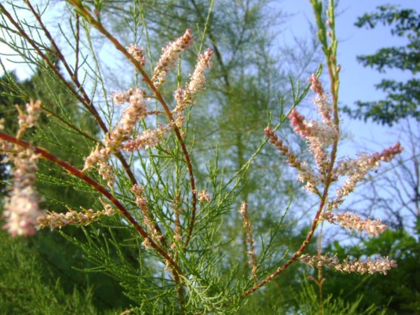 Tamarix a doua inflorire - r Vara 2016-2017-2018-2019