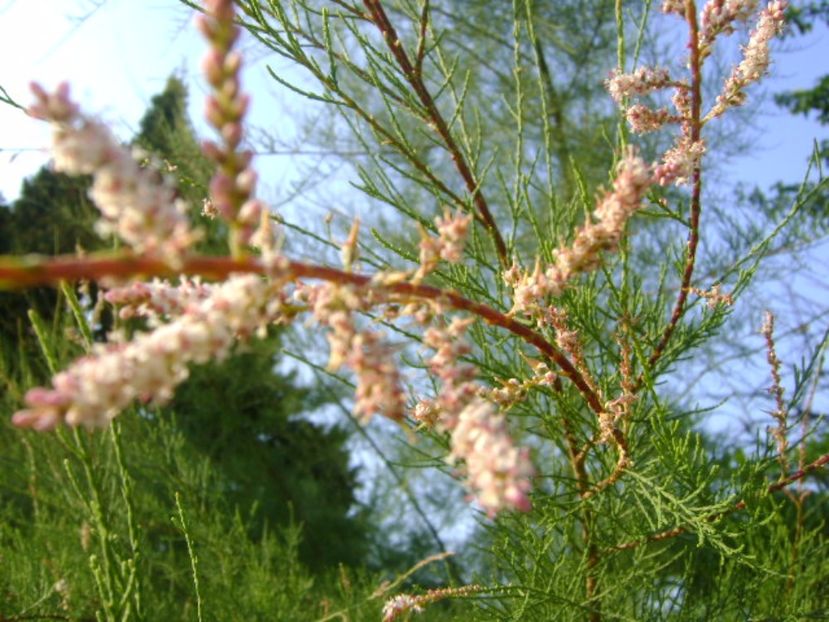 Tamarix a doua inflorire - r Vara 2016-2017-2018-2019