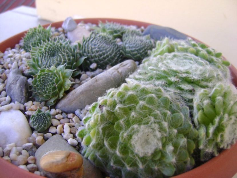 Orostachys spinosa & Sempervivum arachnoideum - Suculente 2017