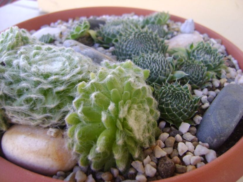 Orostachys spinosa & Sempervivum arachnoideum - Suculente 2017