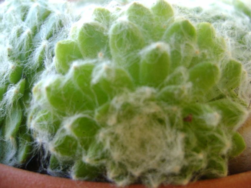 Sempervivum arachnoideum - Suculente 2017