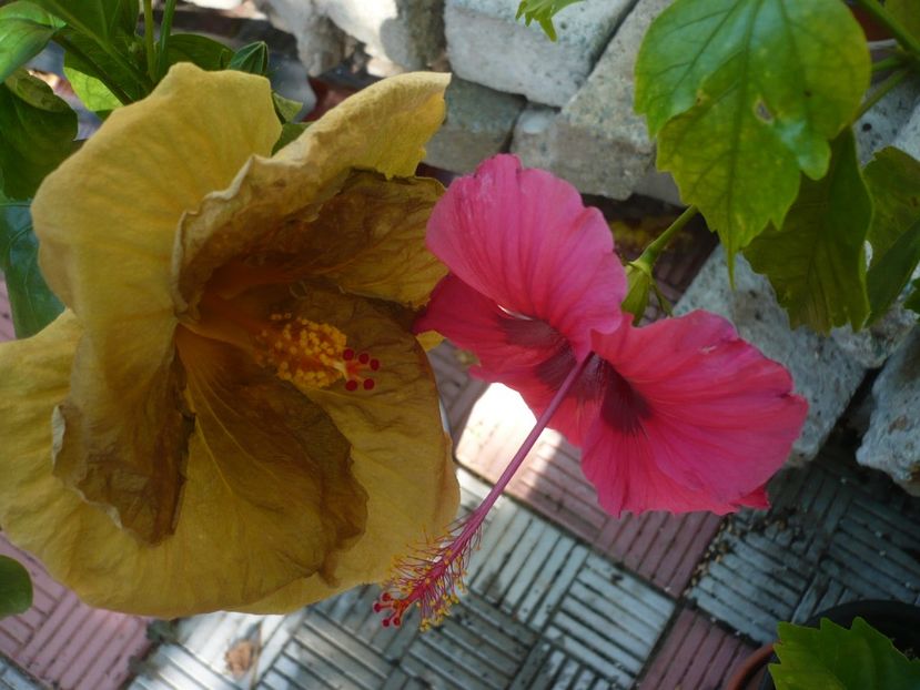 P1340241 - HIBISCUSI 2017-3