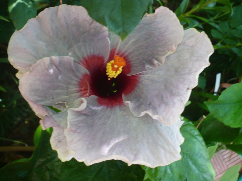 10.08.2017 - Blue Jean baby