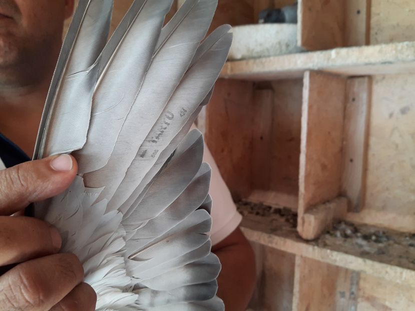  - Sosit de la maraton extrem Tartu International 2017 1560 km