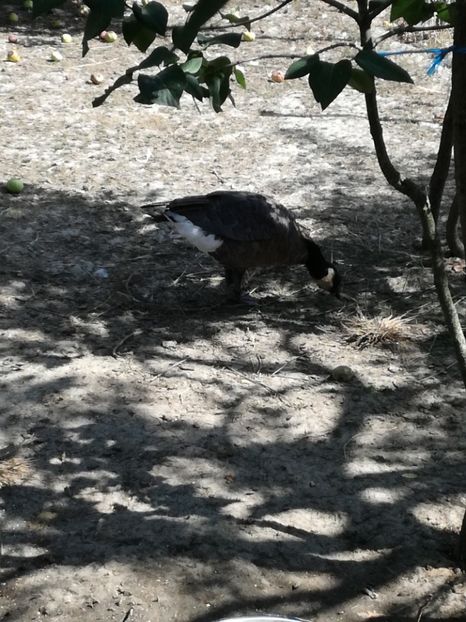 ❤ - Gâște canadiene pitice