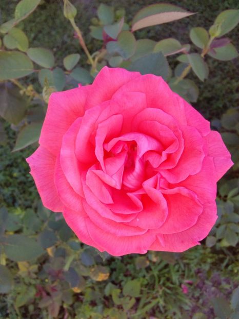  - TRANDAFIRI 2017_2018