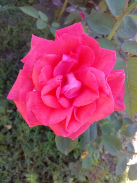  - TRANDAFIRI 2017_2018