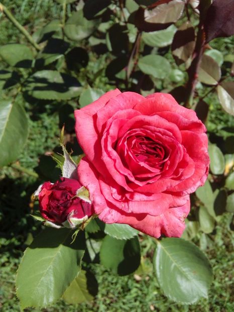  - TRANDAFIRI 2017_2018