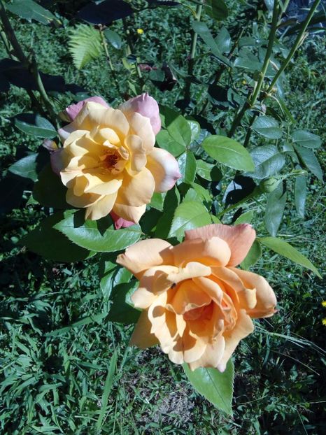  - TRANDAFIRI 2017_2018