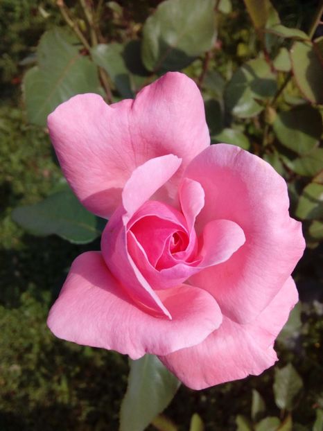  - TRANDAFIRI 2017_2018