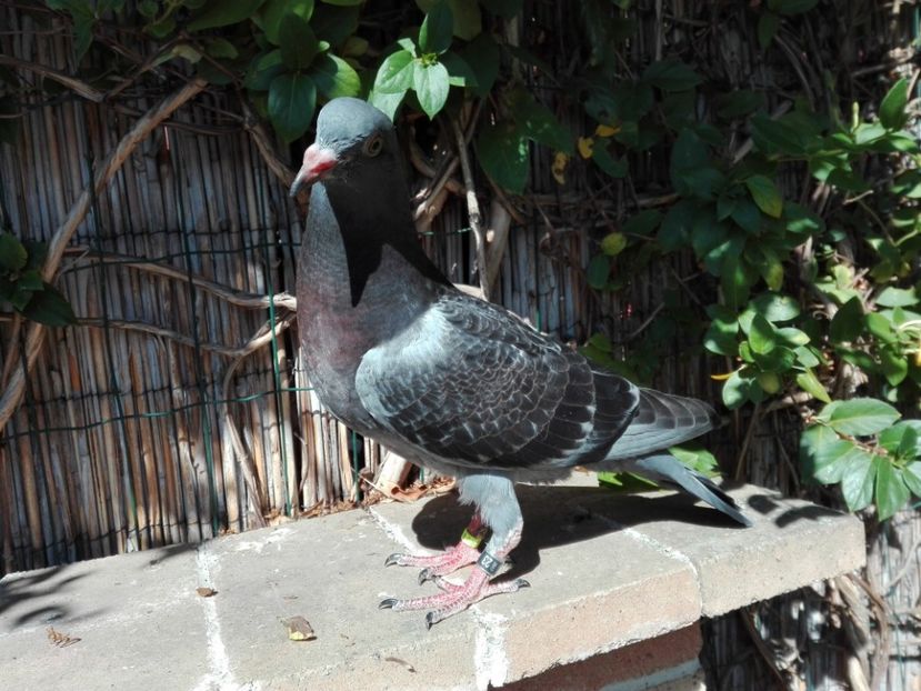 5_2 mascul horseman - 2017_Pui